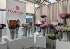 PanAmerican Seed's Bloom Studios